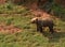 View of a bear in nature