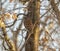 View of a beautiful Barred Owl on a branch in a forest