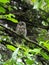 View of a beautiful Barred Owl on a branch with green leaves