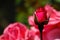 View of the beautiful blooming rosebuds in the garden