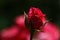 View of the beautiful blooming rosebuds in the garden