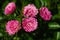 View of the beautiful blooming rosebuds in the garden