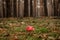 View of beautiful bright fly agaric grows in the pine forest on green moss