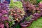 View of a beautiful  coleus solenostemon plant in the garden