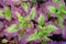 View of a beautiful  coleus solenostemon plant in the garden