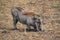 View of a beautiful Common warthog in a field with dry grass