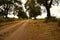 View of a beautiful country scenic road with ripe cherry trees. Cherry alley near field, countryside scene in summertime, Slovakia