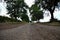 View of a beautiful country scenic road with ripe cherry trees. Cherry alley near field, countryside scene in summertime, Slovakia