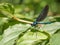 View on a Beautiful demoiselle in the Morning Light. Close-up of