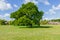 A view of beautiful European chestnut trees in a park with grass around them under a majestic blue sky