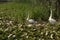 View of beautiful family of swans on a lake with plants