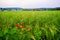 View on the beautiful field with young wheat heads, red puppies and houses in a village