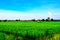 The view of beautiful green rice field with the old style cottage