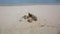 View on beautiful group of shells and stones on white sand beach. Turquoise ocean water on background