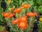 View of beautiful Leucospermum or Pincushion Protea flowers.