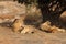 View of beautiful lions relaxing in a field with dry grass during sunrise