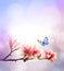 View of beautiful magnolia and butterfly with pink sky background. Spring and summer concept