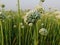 View beautiful of Onion flower stalks. Closeup in summer SESSION