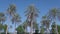 View of beautiful Palm Trees around the Sunny Blue Skies | Tropical Vacation in Dubai | Palm tree on the background