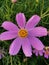 View of beautiful pink  flower in august meadow