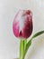 View of beautiful pink  tulip with water drops