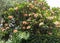 View of the beautiful Plumeria rubra tree in a park