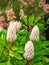 View of beautiful Protea Cynaroides or King Protea flowers.