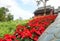 View beautiful red Poinsettia christmas flower