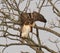 View of beautiful Red-tailed hawks on a branch in a forest