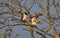 View of beautiful Red-tailed hawks on a branch in a forest