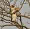 View of beautiful Red-tailed hawks on a branch in a forest