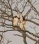 View of beautiful Red-tailed hawks on a branch in a forest