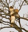 View of beautiful Red-tailed hawks sitting on a branch in a forest