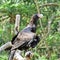 View of a beautiful Tasmanian wedge-tailed eagle on a branch in a garden