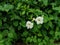 View of beautiful vibrant white Asystasia gangetica flower, also called as Chinese violet, coromandel or creeping foxglove, in