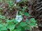 View of beautiful vibrant white Asystasia gangetica flower, also called as Chinese violet, coromandel or creeping foxglove, in