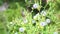 View of a beautiful white dandelion plant