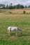 View of beautiful white horse grazing in a field of green herbs, brown horse on background