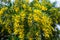 View of beautiful yellow acacia trees on the nature.