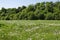 View of beauty dandelion or Tarataxum officinale meadow and forest in the Lozen mountain