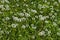 View of beauty dandelion or Tarataxum officinale meadow in the park, South park