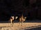 The view of beduin and camels in the Wadi Rum