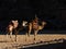 The view of beduin and camels in the Wadi Rum