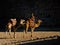 The view of beduin and camels in the Wadi Rum