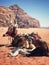 The view of beduin and camels in the Wadi Rum