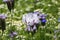 View on bee friendly wild flower meadow with white bright corn poppies papaver rhoeas somniferum and chamomile in summer