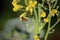 VIEW OF A BEE ON YELLOW BROCCOLI FLOWERS