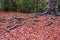 View of beech tree with roots with reddish autumn leaves and green background,