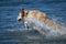 View from behind of a golden retriever dog runs free jumping and diving into the water and making many sketches