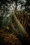 View behind a trunk of a stack of broken branches next to trees in a forest during the fall season